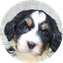 Pug Puppy For Sale Luxury Puppy